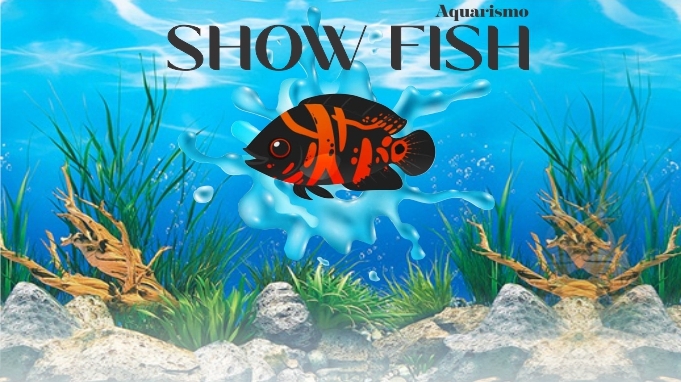 Show Fish Aquarismo